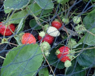 Siatka ochronna ogrodowa 4x10m oczka 28x28mm