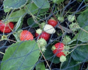 Siatka ochronna ogrodowa 2x5m oczka 28x28mm